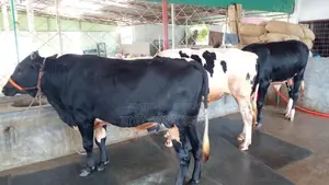 3 Large Bulls for Sale (ID: 1074)