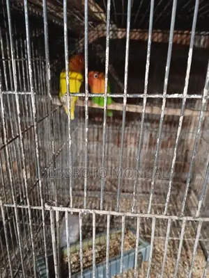 হোম ব্রিড লাভ বার্ড