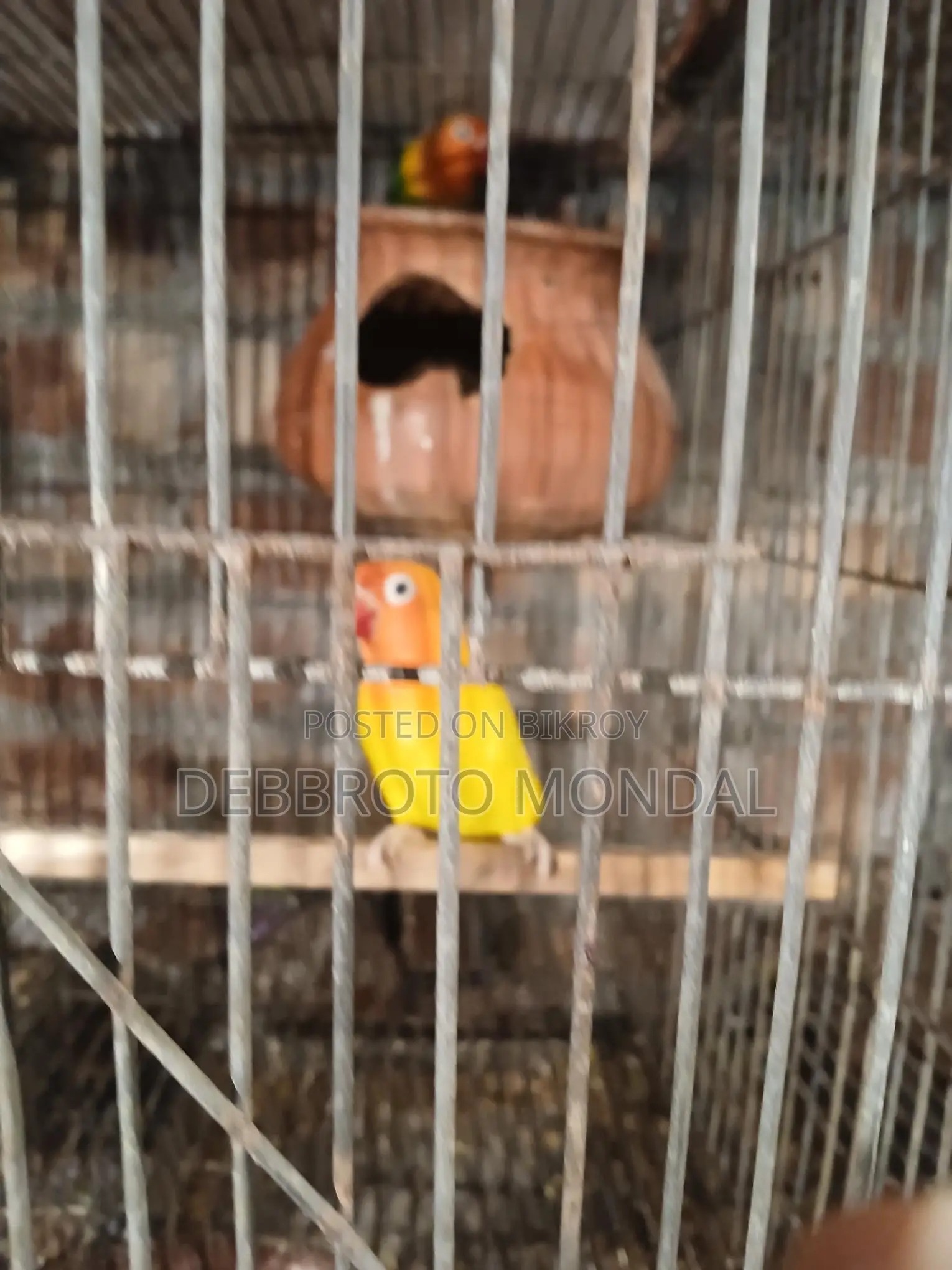 হোম ব্রিড লাভ বার্ড