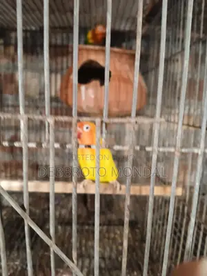 হোম ব্রিড লাভ বার্ড