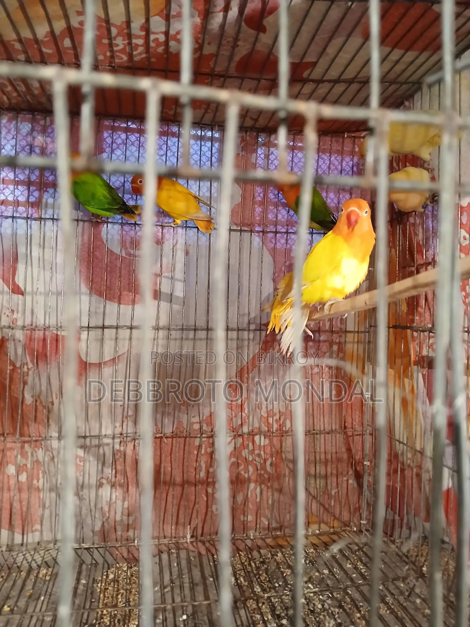 হোম ব্রিড লাভ বার্ড