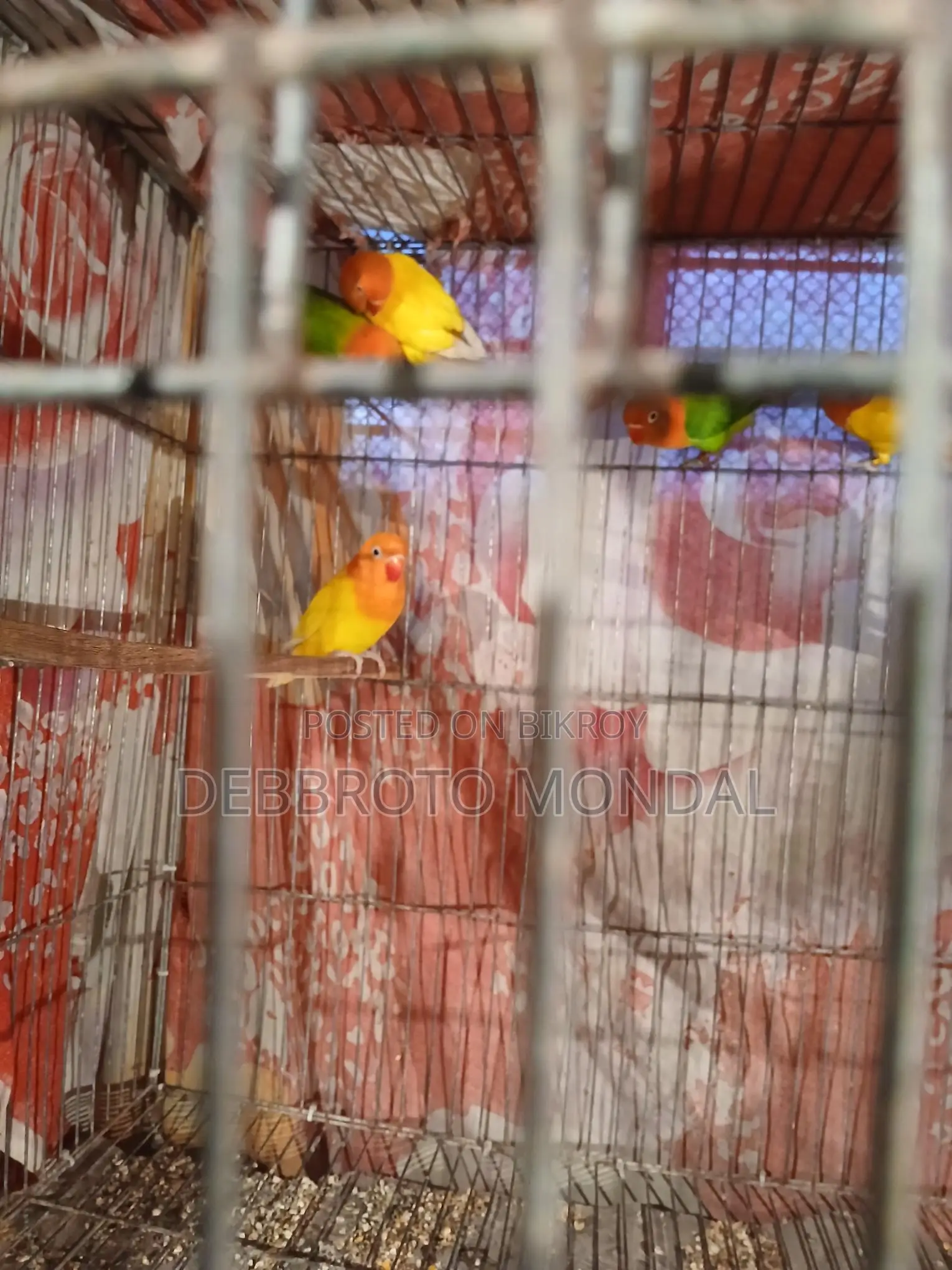 হোম ব্রিড লাভ বার্ড