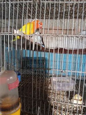 হোম ব্রিড লাভ বার্ড