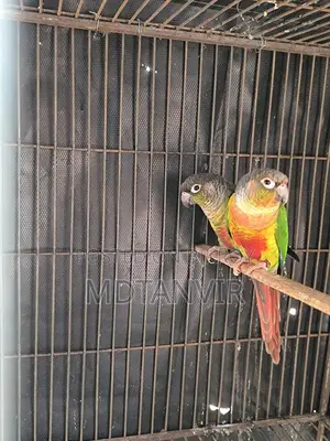 গ্রীন চিক কুনুর মাস্টার পেয়ার