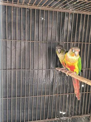 গ্রীন চিক কুনুর মাস্টার পেয়ার