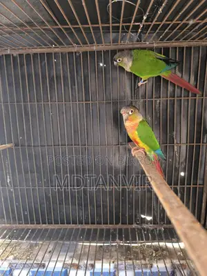 গ্রীন চিক কুনুর মাস্টার পেয়ার