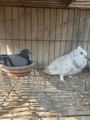 Giribaz Kobutor 100%Pure Pair Dim +Khacha Soho Sell Dibo