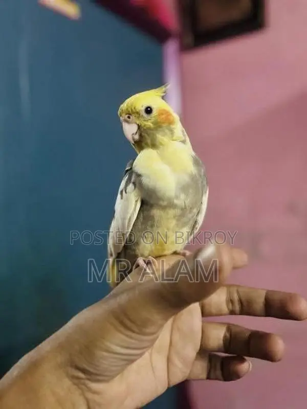 কোকাটেল
