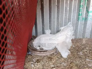 ময়ুর পঙ্খী কবুতর