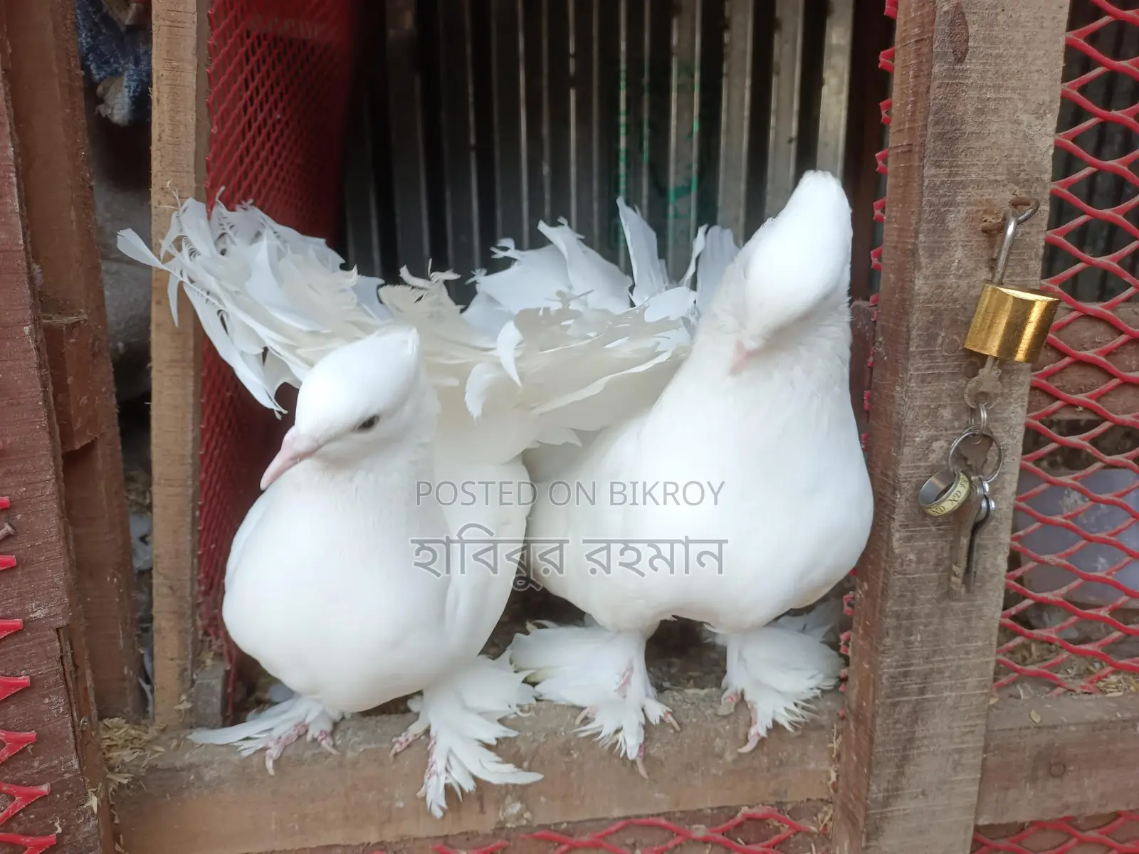 ময়ুর পঙ্খী কবুতর