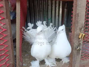 ময়ুর পঙ্খী কবুতর
