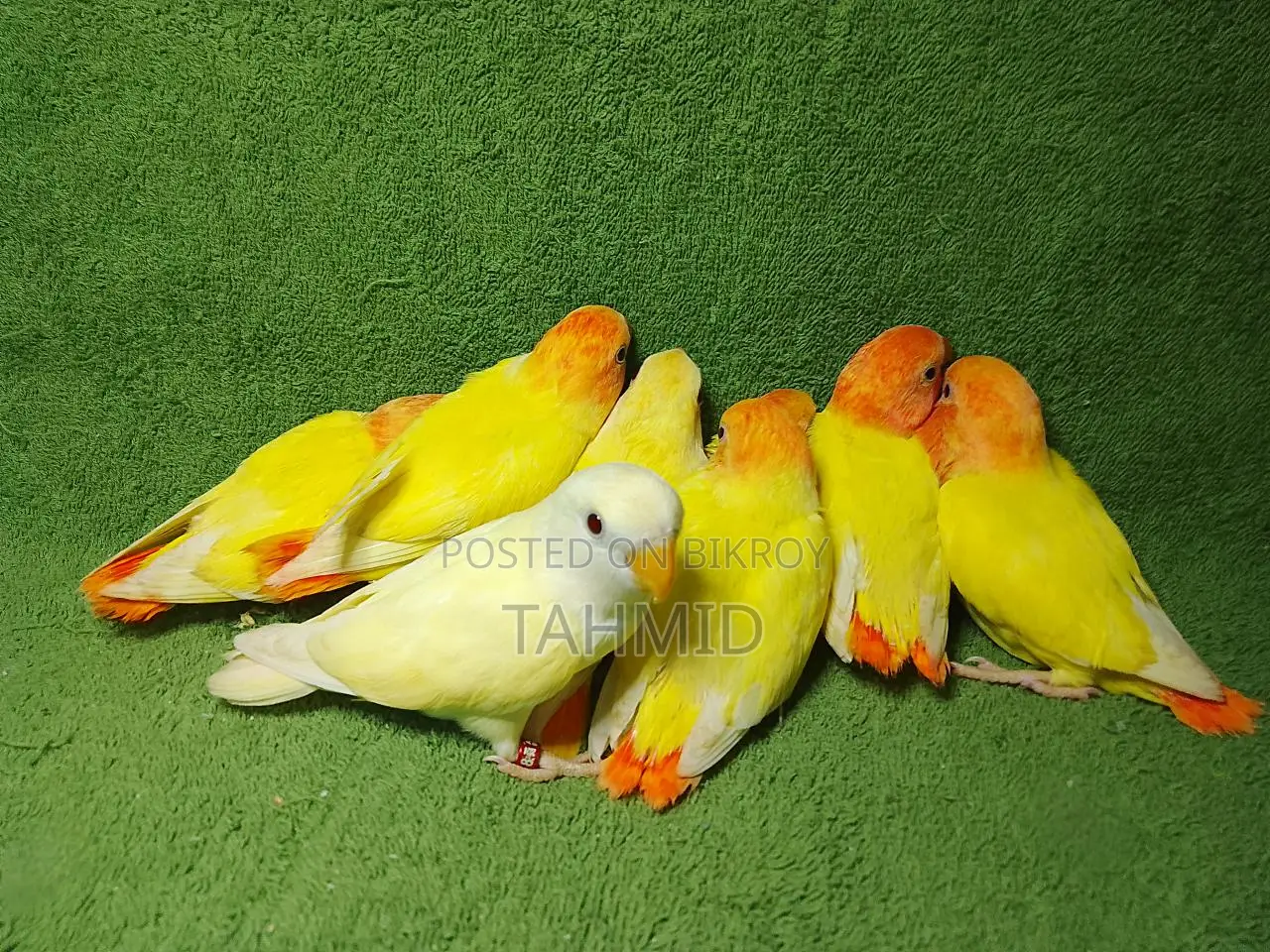 Love Bird
