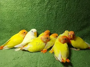 Love Bird