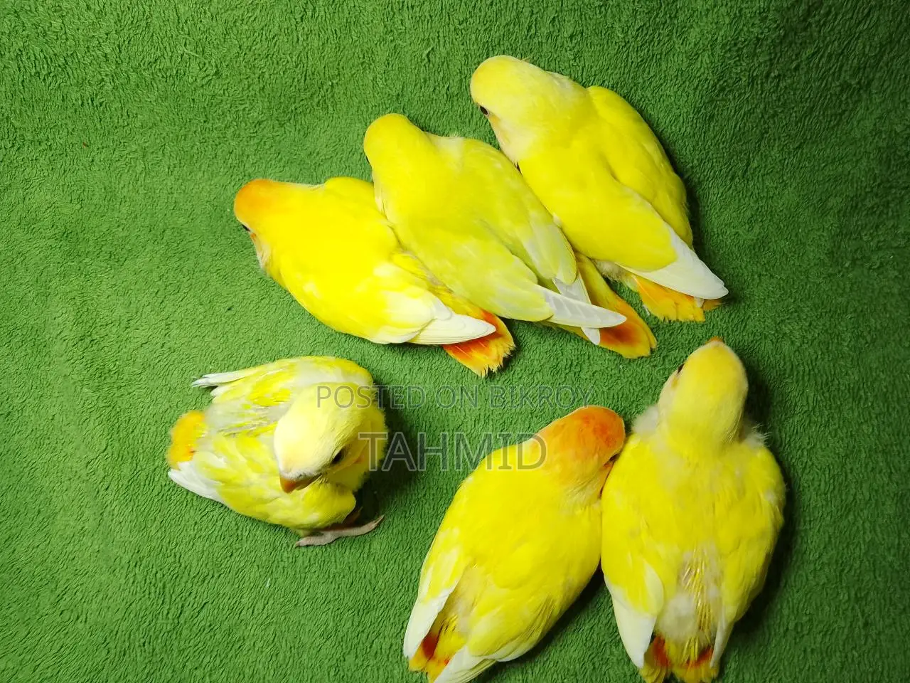 Love Bird