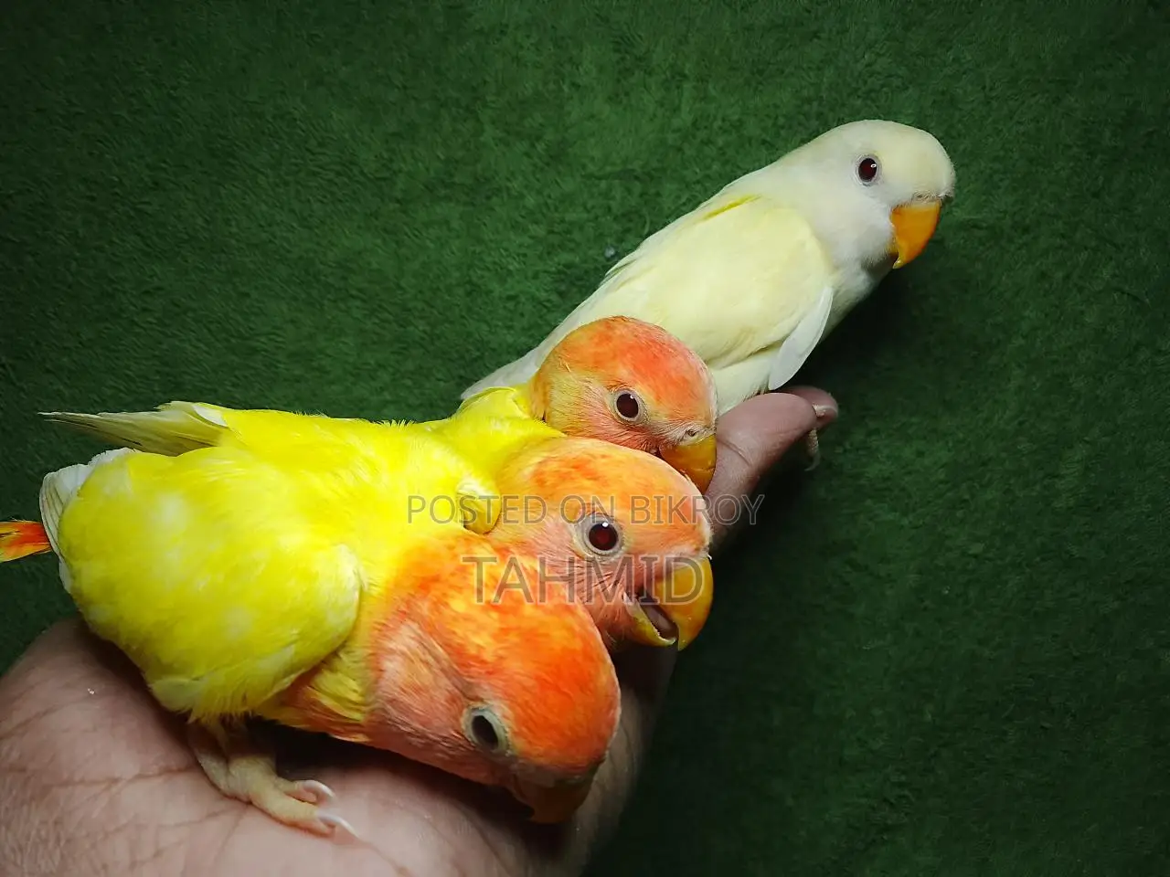 Love Bird