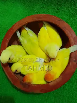 Love Bird