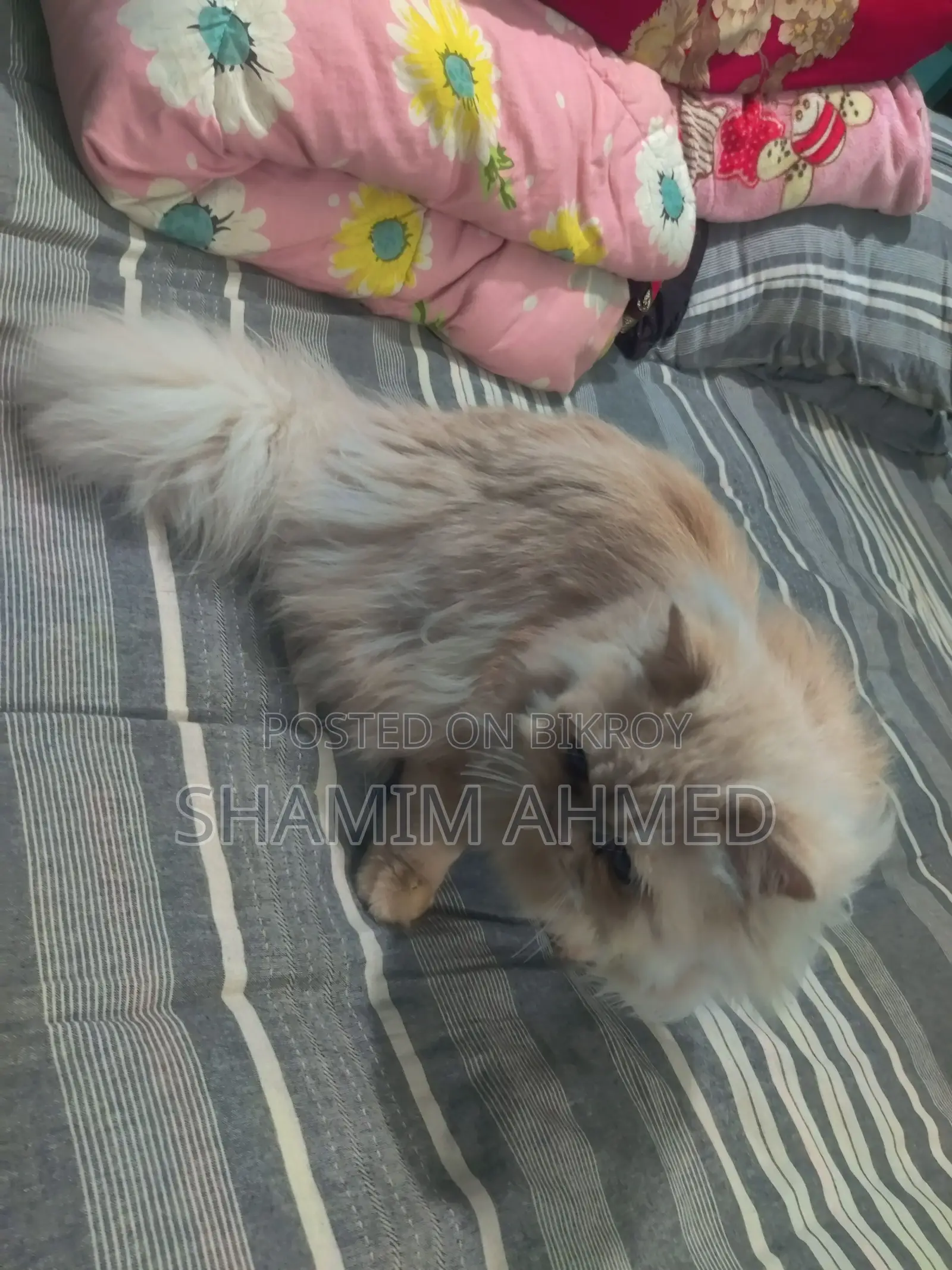 CAT SELL Post