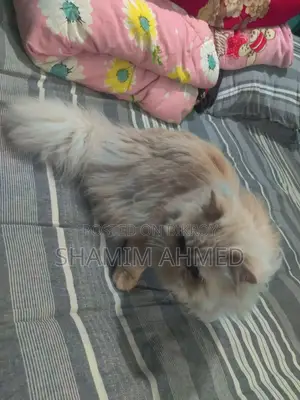 CAT SELL Post