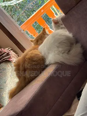 Imported Quality Persian Lion Face and Doll Face Cats for Sale