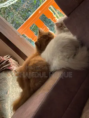 আমদানি করা উন্নত মানের পার্সিয়ান লায়ন ফেস এবং ডল ফেস বিড়াল বিক্রয় হবে