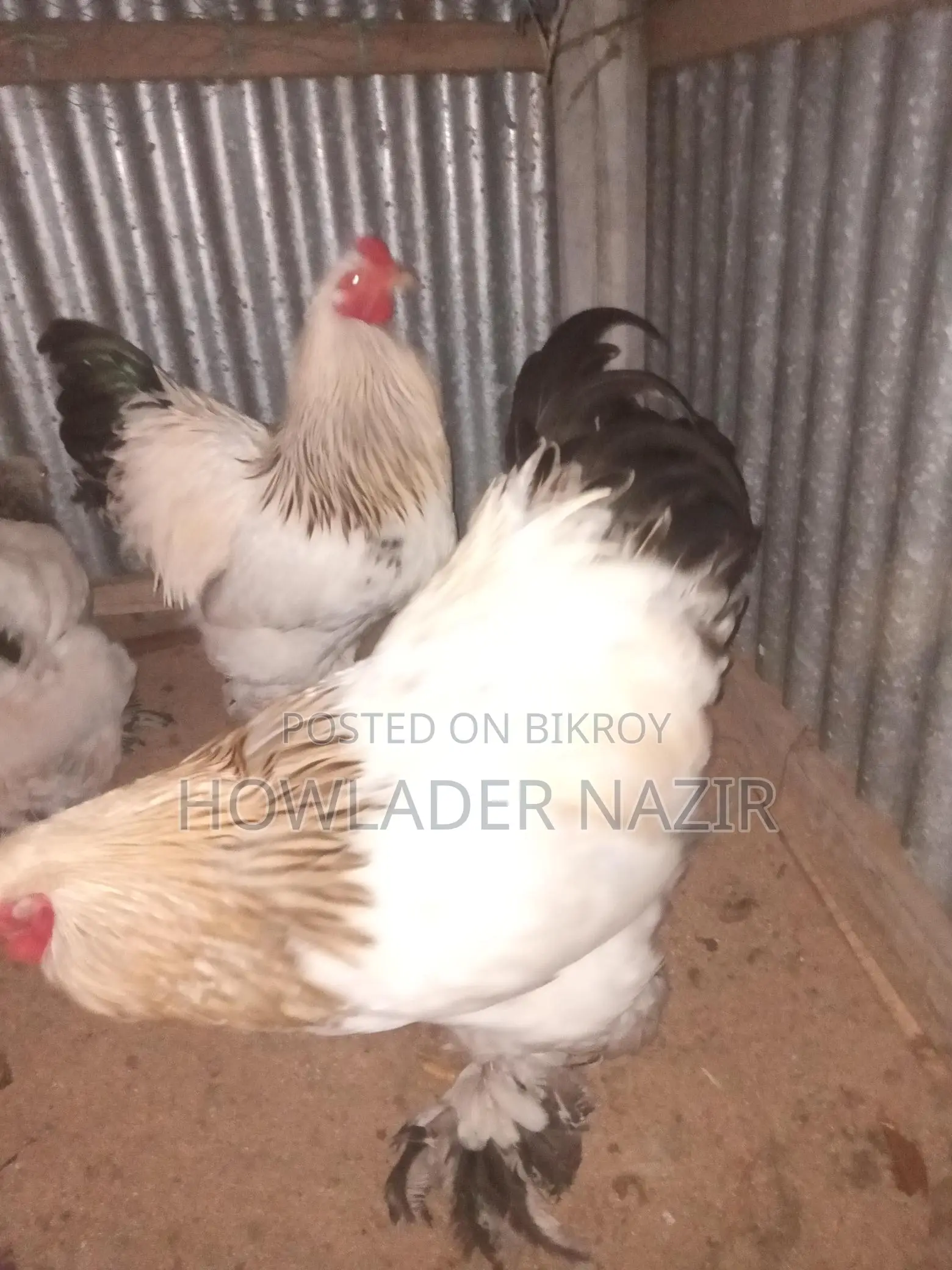 Light Brahma and Short Silky Chicken Hatching Eggs Per Piece