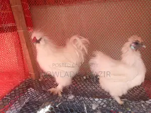 Light Brahma and Short Silky Chicken Hatching Eggs Per Piece