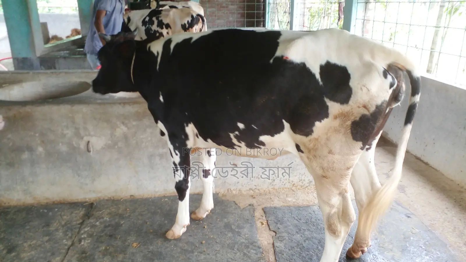 ১০৭১ নং বকনা বিক্রয় ভালো জাতের।