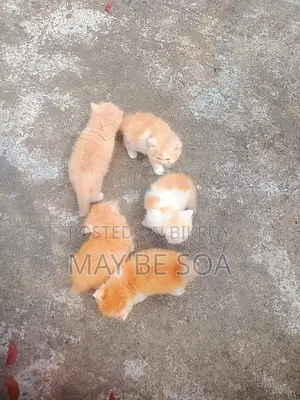 Cat for Sale