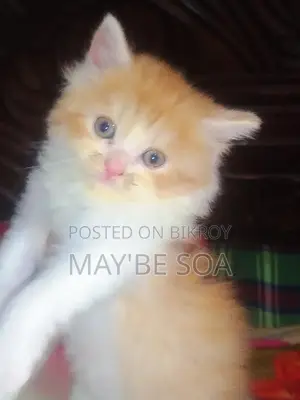 Cat for Sale