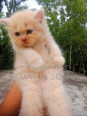 Cat for Sale