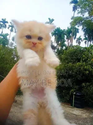 Cat for Sale