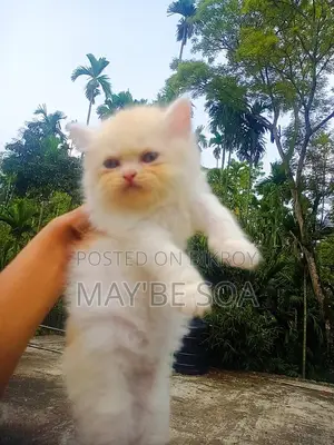 Cat for Sale