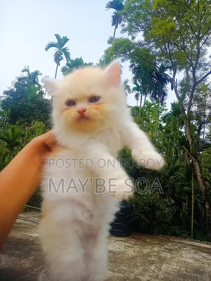 Cat for Sale