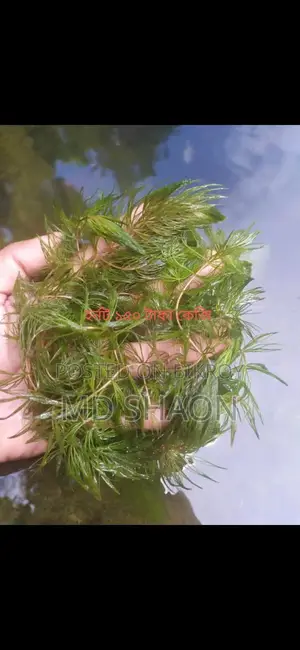 Aquarium Live Plants