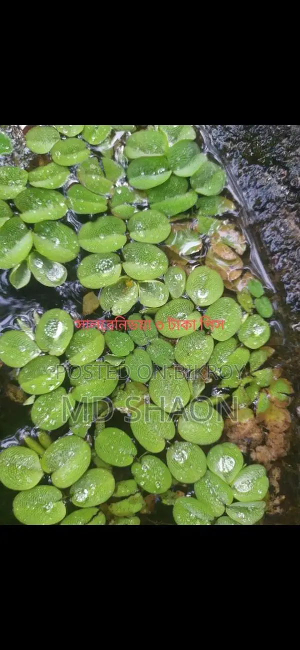 Aquarium Live Plants