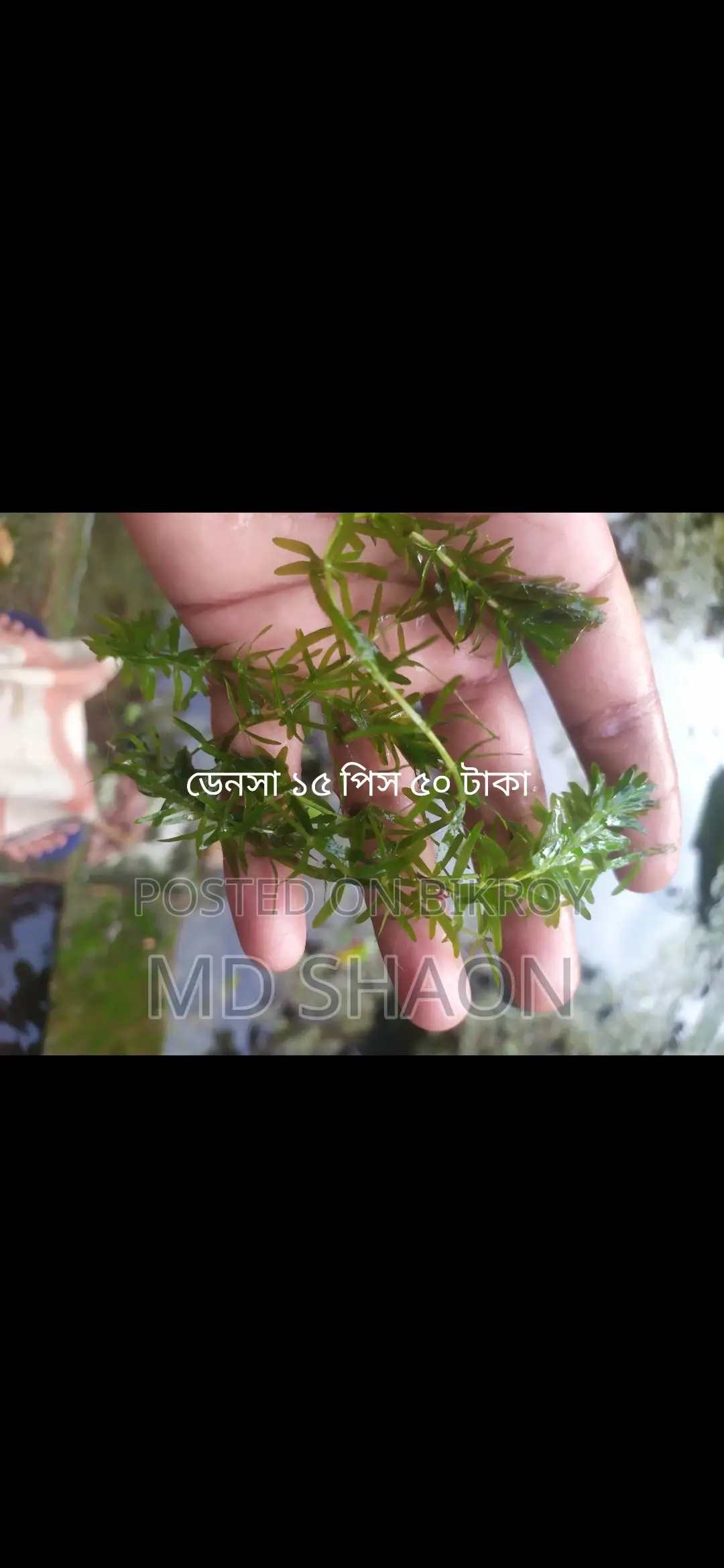 Aquarium Live Plants