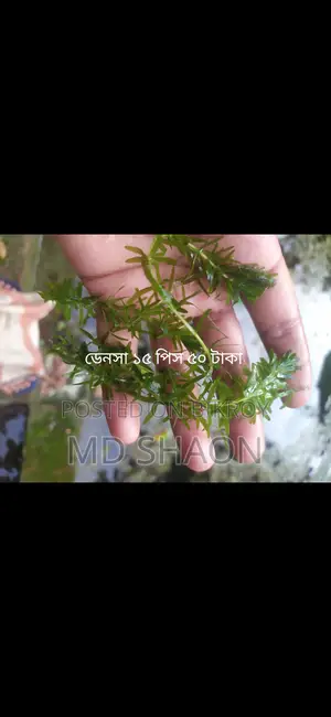 Aquarium Live Plants
