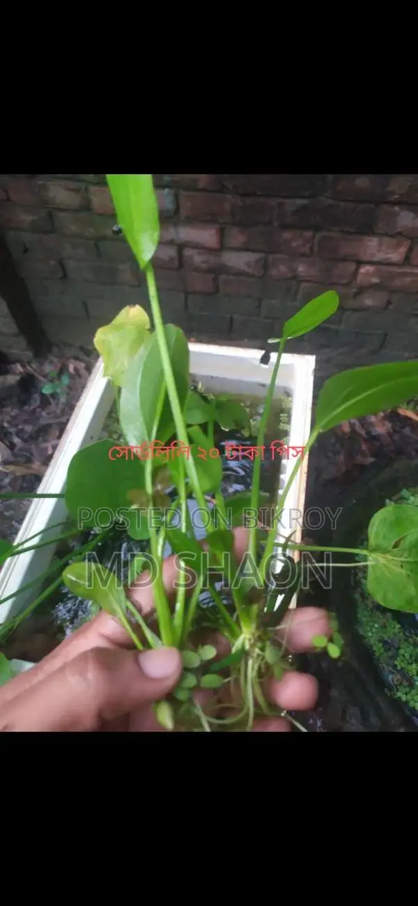 Aquarium Live Plants