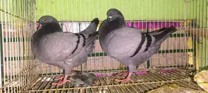 কিং কবুতর