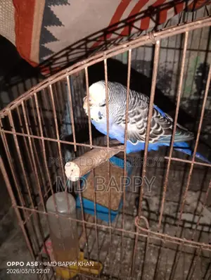 ফুল ফ্রেশ এডাল পাখি বাজিগর মেয়ে