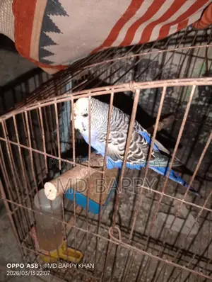 ফুল ফ্রেশ এডাল পাখি বাজিগর মেয়ে