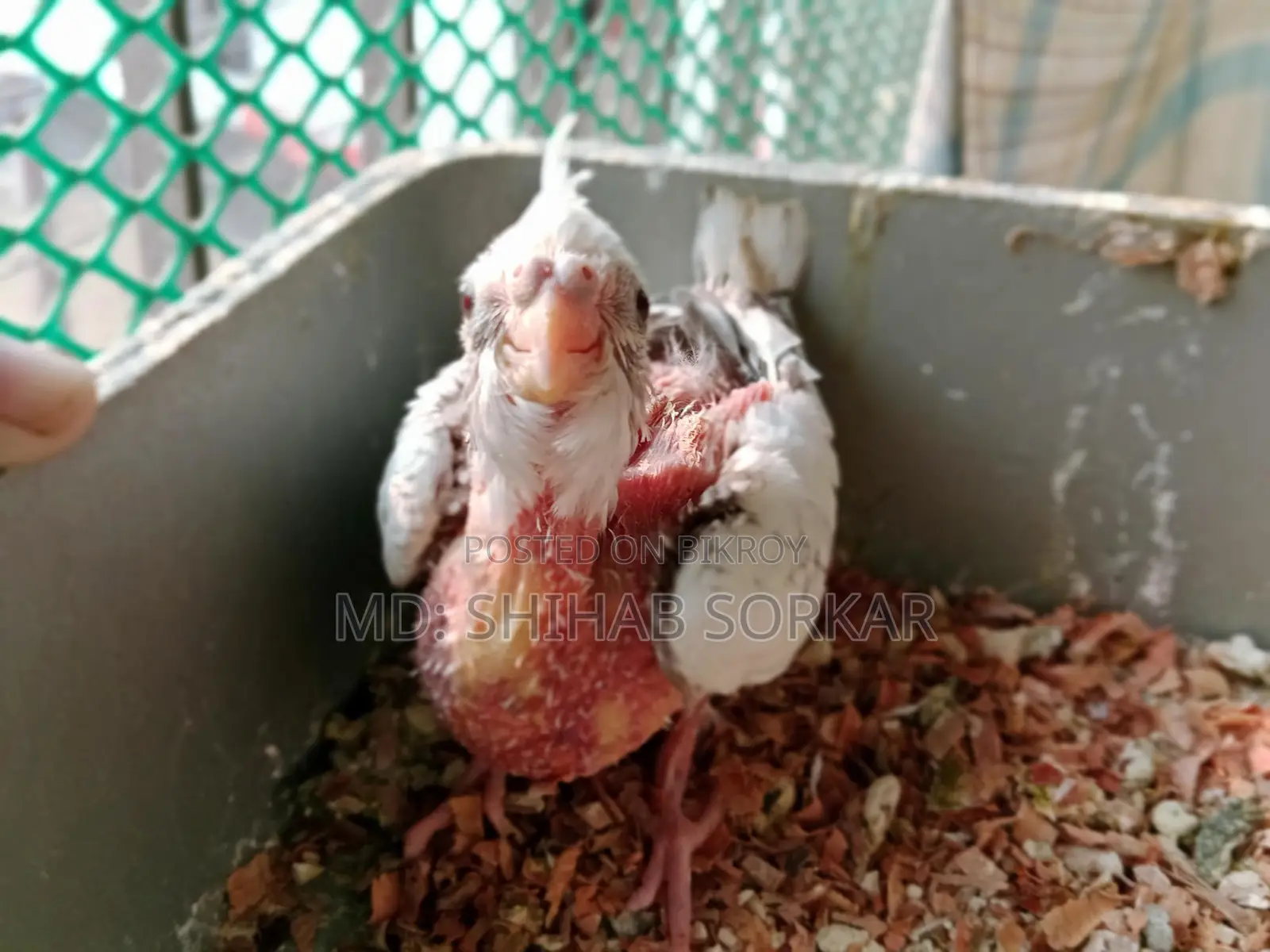 Cockatiel Bird