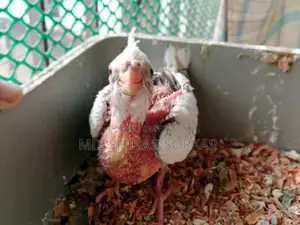 Cockatiel Bird