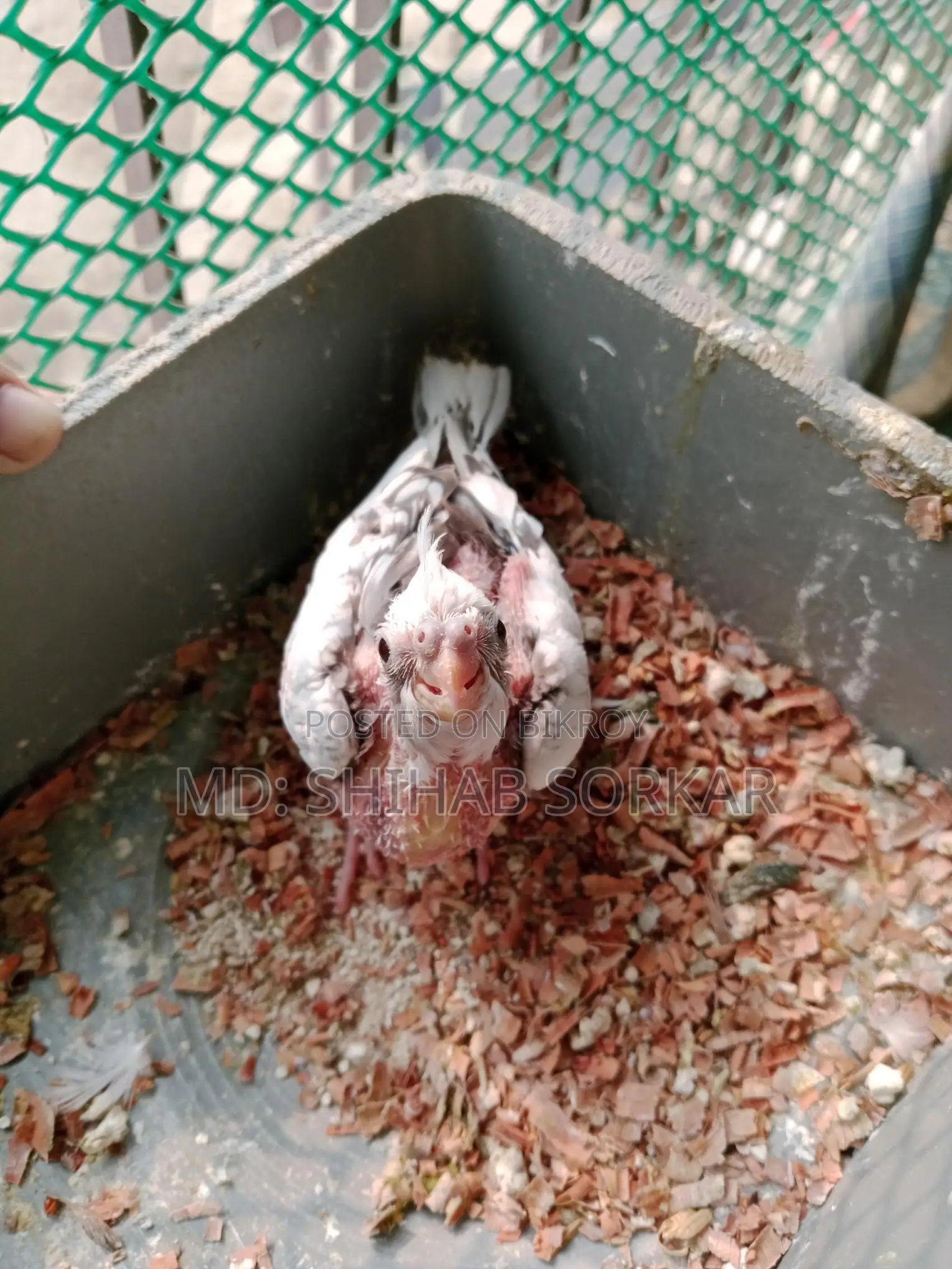 Cockatiel Bird
