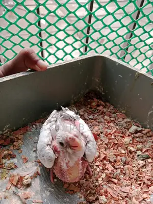 Cockatiel Bird