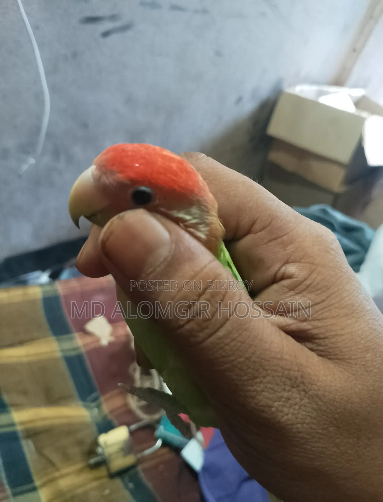 ফিমেল লাভবার্ড ( ডিম দিয়েছে দুইবার)