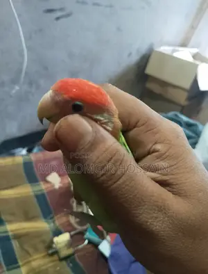 ফিমেল লাভবার্ড ( ডিম দিয়েছে দুইবার)