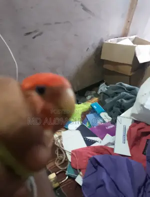 ফিমেল লাভবার্ড ( ডিম দিয়েছে দুইবার)