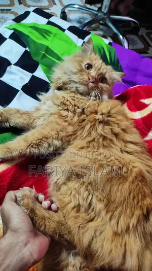 Pure Persian Male Cat