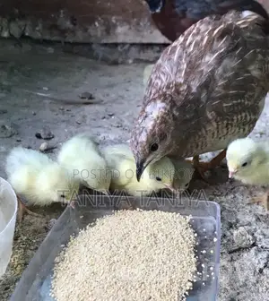King Quail Hatching Eggs